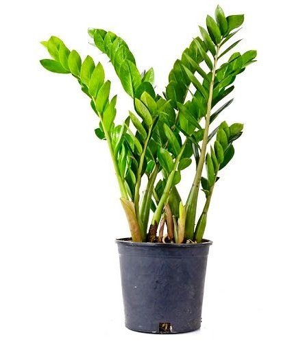 ZAMIOCULCAS ZAMIIFOLIA PLANT