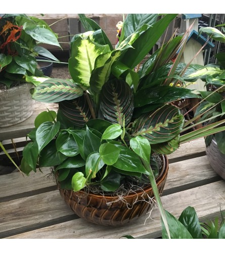 Dish Garden Planter by Rothe's