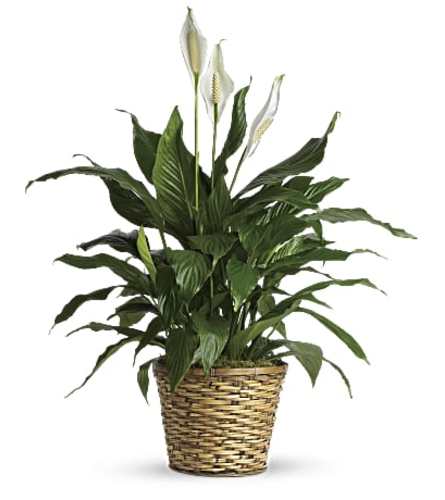 Simply Elegant Peace Lily