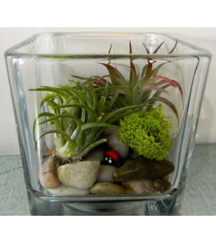 Aerium Garden