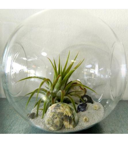 Crosswind Tillandsia