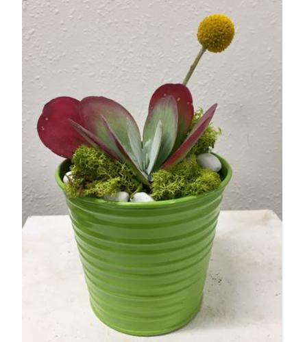 Succulent in Tin