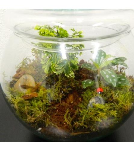 8" Terrarium Bowl
