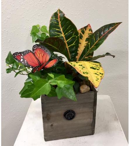 Foilage Box