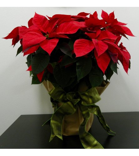 10" Poinsettia in Kraft Paper