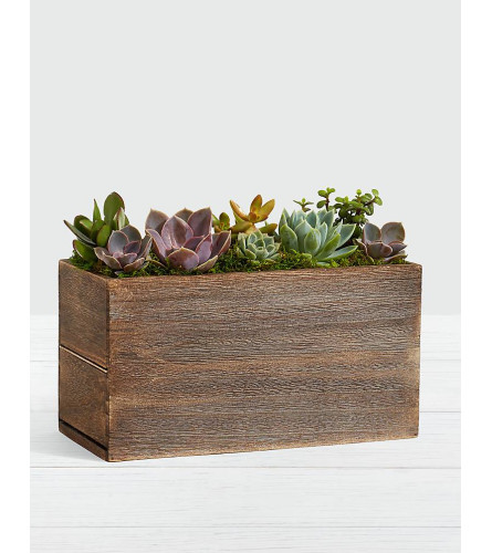 Succulent Garden Box