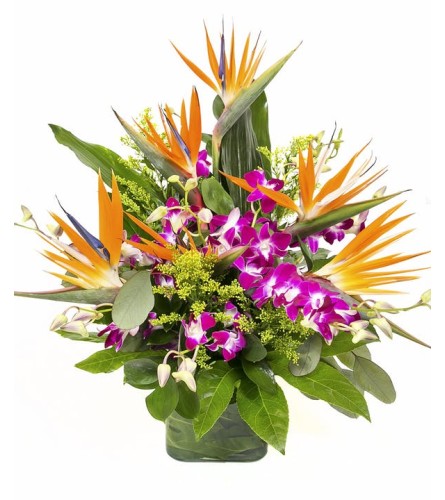 Tropical Birds of Paradise