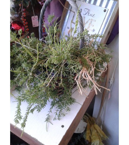 6" Donkey Tail