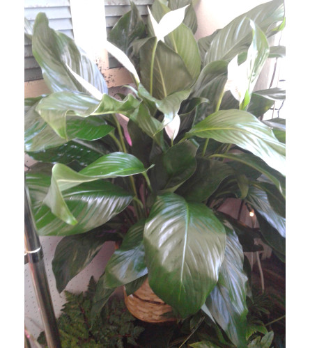 10" Peace Lily
