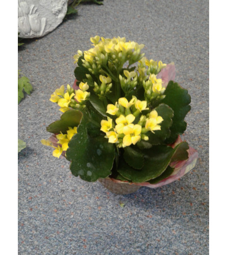 4" Yellow Kalanchoe