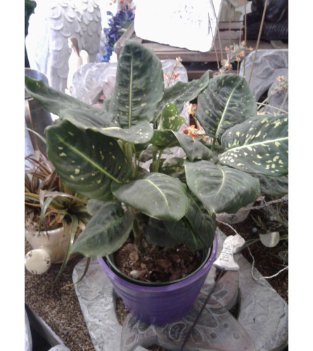 Dieffenbachia 6"