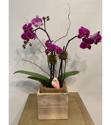 Orchid Obsession