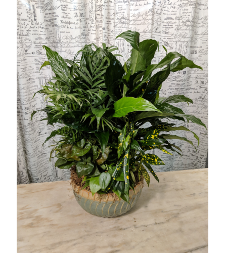 Dish Garden (Light Blue and Cream Ceramic Pot)