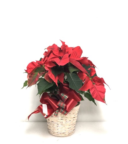 Christmas Poinsettia 6" potted or 8" potted