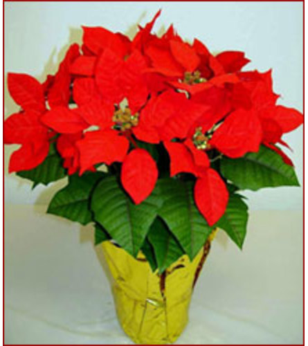 Christmas Poinsettia Red