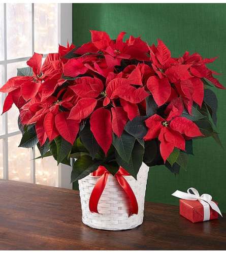 The Poinsettia Plant