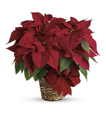 Christmas Poinsettia Plant