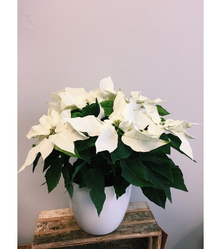 Wistful White Poinsettia