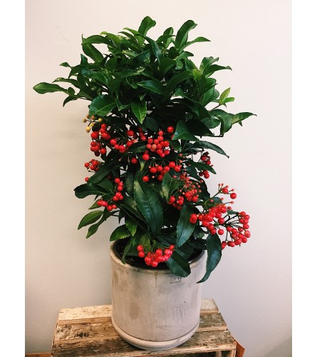 Amazing Ardisia (in Italian Terracotta)