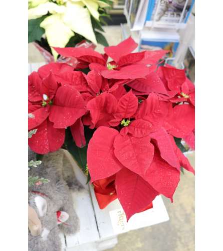 10" Poinsettia with wrap and bow