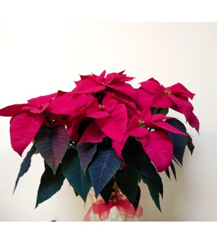 6" Red Poinsettia Plant