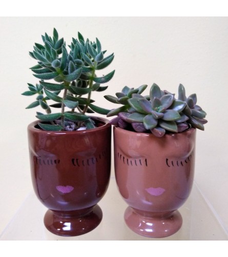 Succulent Friends!