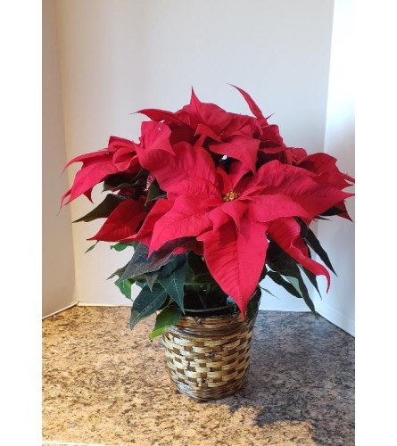 Poinsettia Time