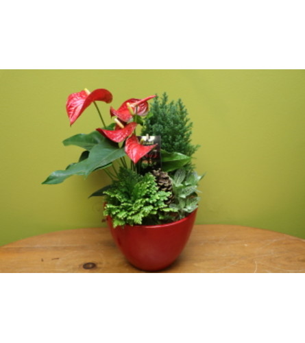 Mixed Planter with Anthurium