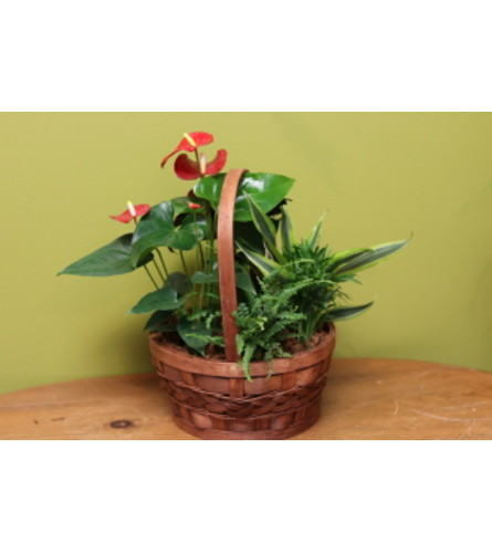 Mixed Planter Basket with Anthurium