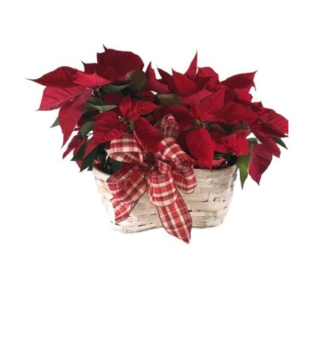 Double Poinsettia Basket