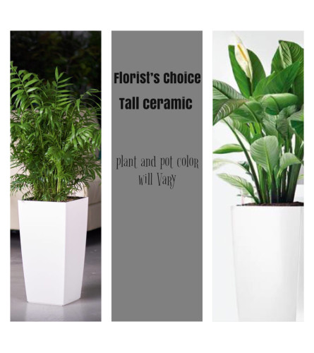 Palm/Peace Lily