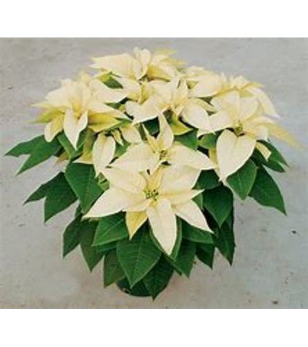 White Poinsettia in Designer Choice Wrap