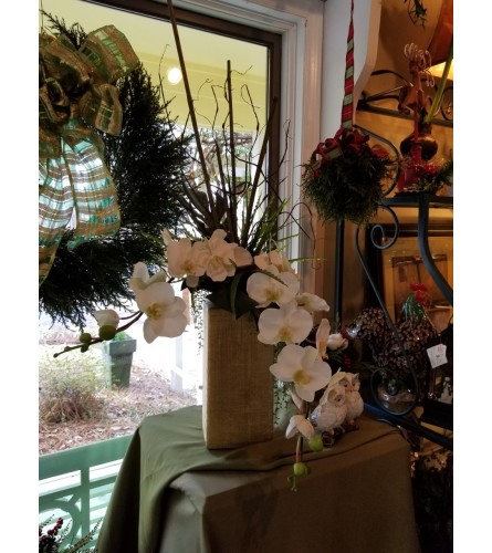 Christmas Orchid