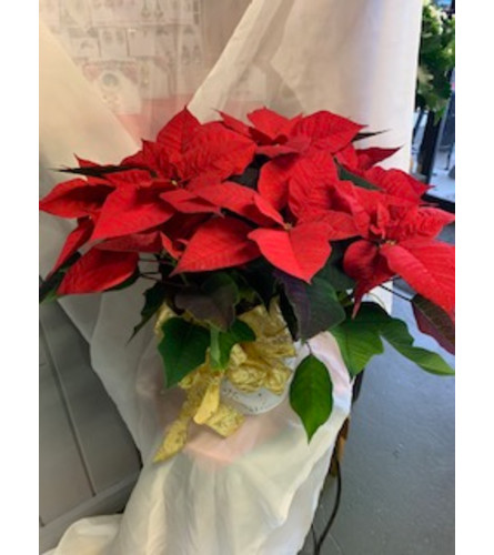 Classic Red Christmas Poinsettia