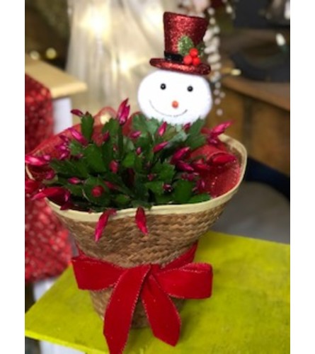 Christmas Cactus 1