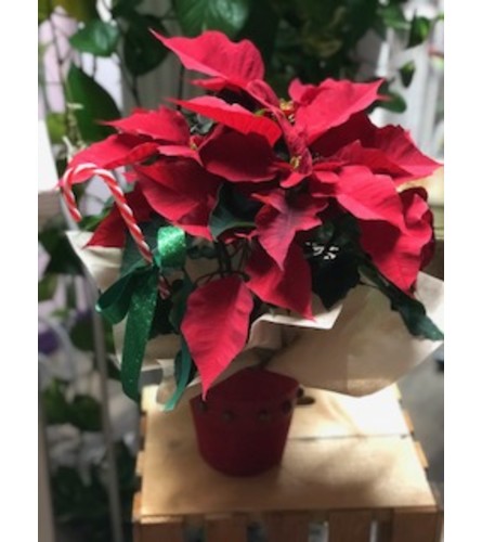 Poinsettia Gift in a Cover pot