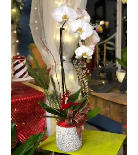 White Cascade Orchid