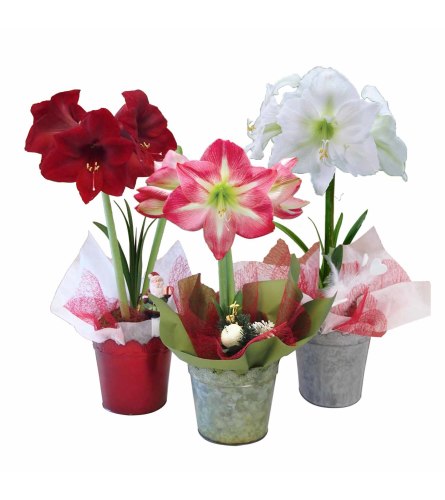 Assorted Colors Amaryllis