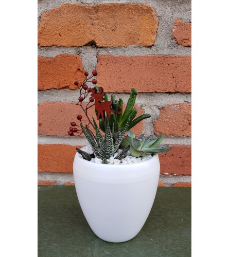 Holiday Succulent Sampler. An arrangement by Flowers By Design.