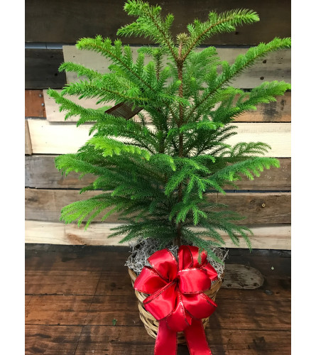 Norfolk Island Pine