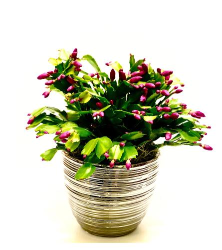BF2780 CHRISTMAS CACTUS