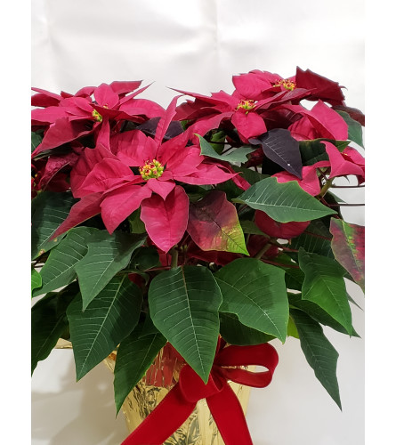 Classic Poinsettia Red. An arrangement by Flowers Plus.
