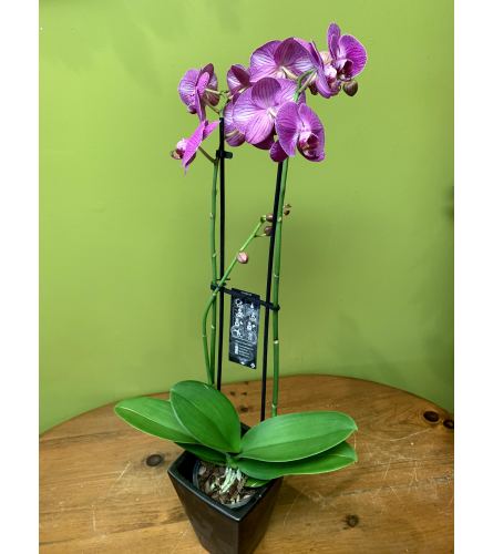 Double Spike Orchid Plant
