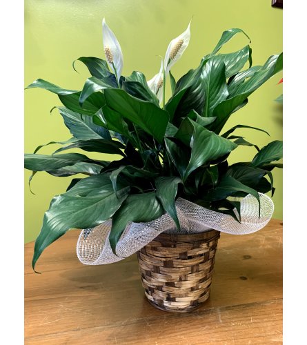 Spathyllium/Peace Lily