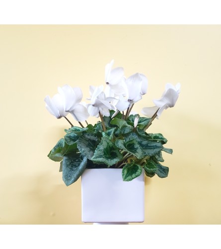 6" White Cyclamen Plant