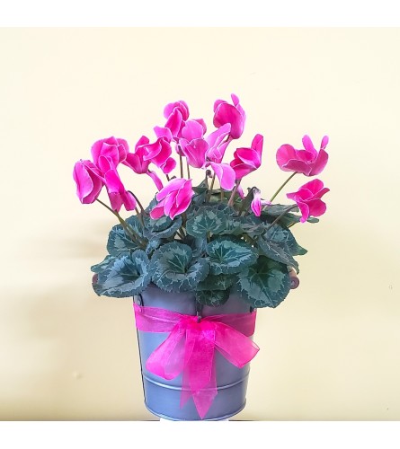 6" Colorful Cyclamen Plant