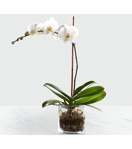White Orchid Planter 2020