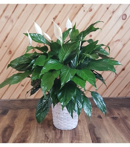 Peace Lily Basket Planter