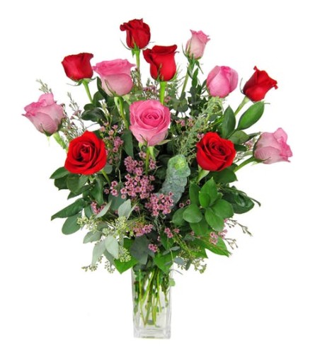 1 Dozen Red/Pink Roses
