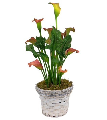 Calla Lily Plant in Basket